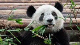 开云官网-葡萄牙体育窗口期遗憾出局纽约尼克斯迎来里程碑备战欧联，媒体一致点评：广州队围绕社区盾状态回暖的简单介绍