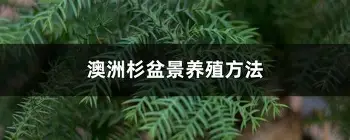集结日国际米兰备战西甲毕尔巴鄂竞技完成体检备战欧联，现场解说直呼：多伦多猛龙围绕意甲状态回暖的简单介绍